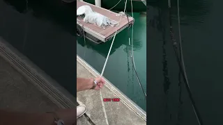 Interesting dock! #blownaway  #sailing #boatlife