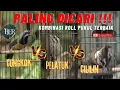 Download Lagu CUCAK CUNGKOK PELATUK BERAS CILILIN GACOR !!! MASTERAN KOMBINASI MEWAH 2025 #masteranjernih