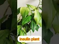 Download Lagu #Insulin plant#Diabetic plant#sugar control plant