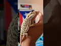 https norfolk craigslist -pet-baby-bearded- html