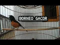 Download Lagu Suara Murai Batu Borneo Hutan | Gacor Ngerol Panjang Untuk masteran