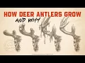 How A Mature Buck Grows Antlers - Month To Month