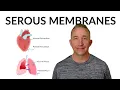 Understanding Serous Membranes Visceral and Parietal