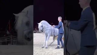 الفحل الأسطورة  مروان الشقب يقابل ابنه حريري الشقب    خيل  خيل عربي اصيل  الشقب دندنها