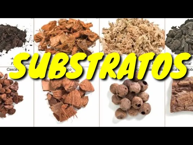ALGUNS TIPOS DE SUBSTRATOS PARA AS ORQUÍDEAS