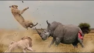 ناشونال جيوغرافيك أبوظبي HDخاص القطط الكبيرة إنتقام النمر YouTube 