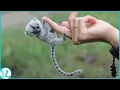 Finger Monkey Most Adorable Animal In The World