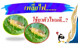 วิธีจัดการ...เพลี้ยไฟใช้สารเคมีตัวไหนดี..? (Sub English)