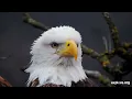 Rebuilding the Decorah North Nest