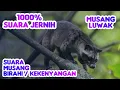 Suara Musang pandan . Pikat Musang Pandan TERBARU ‼️ #musangpandan