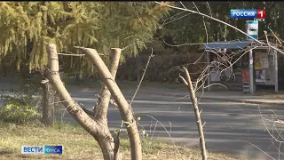 В Советском округе Омска предприниматели незаконно спилили деревья