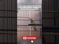 Download Lagu Burung Cucak Cungkok Gacor, Cocok Untuk Masteran!!!!