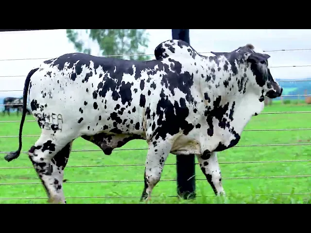 Touro Nelore SHFA - 334