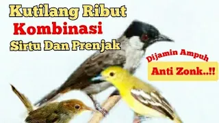 Download SUARA PIKAT KUTILANG RIBUT KOMBINASI SIRTU DAN PRENJAK PALING AMPUH MP3