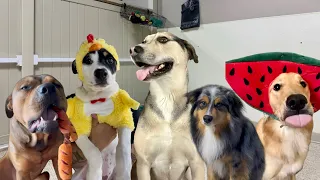 Let’s See Who the Most Skilled Dog is at Dog Daycare, Round 4!