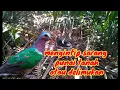 Download Lagu NGINTAI SARANG PUNAI TANAH/DELIMUK DARI BELUM MENETAS SAMPAI MENETAS#shorts