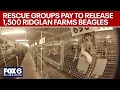Ridglan Farms beagles Rescue groups pay for release of 1 500 dogs FOX6 News Milwaukee