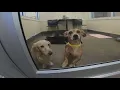 Dozens camp overnight at Jacksonville ACPS for a shot at a free dachshund adoption