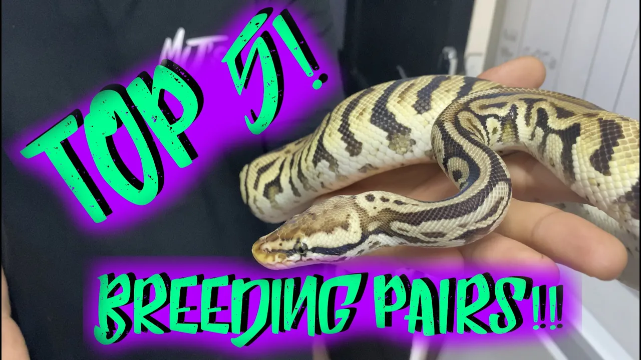 TOP 5 PAIRINGS OF THE SEASON!