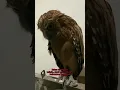 Lagu Biaya Pelihara Burung Hantu #owl #burunghantu #shortvideo