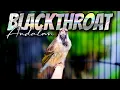 Download Lagu DURASI PANJANG MUDAH DITIRU - MASTERAN BLACKTHROAT GACOR SUARA JERNIH BUAT KENARI PAUD CEPET BUNYI