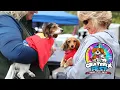 Rescued dogs reunite at 2024 Grateful Fest