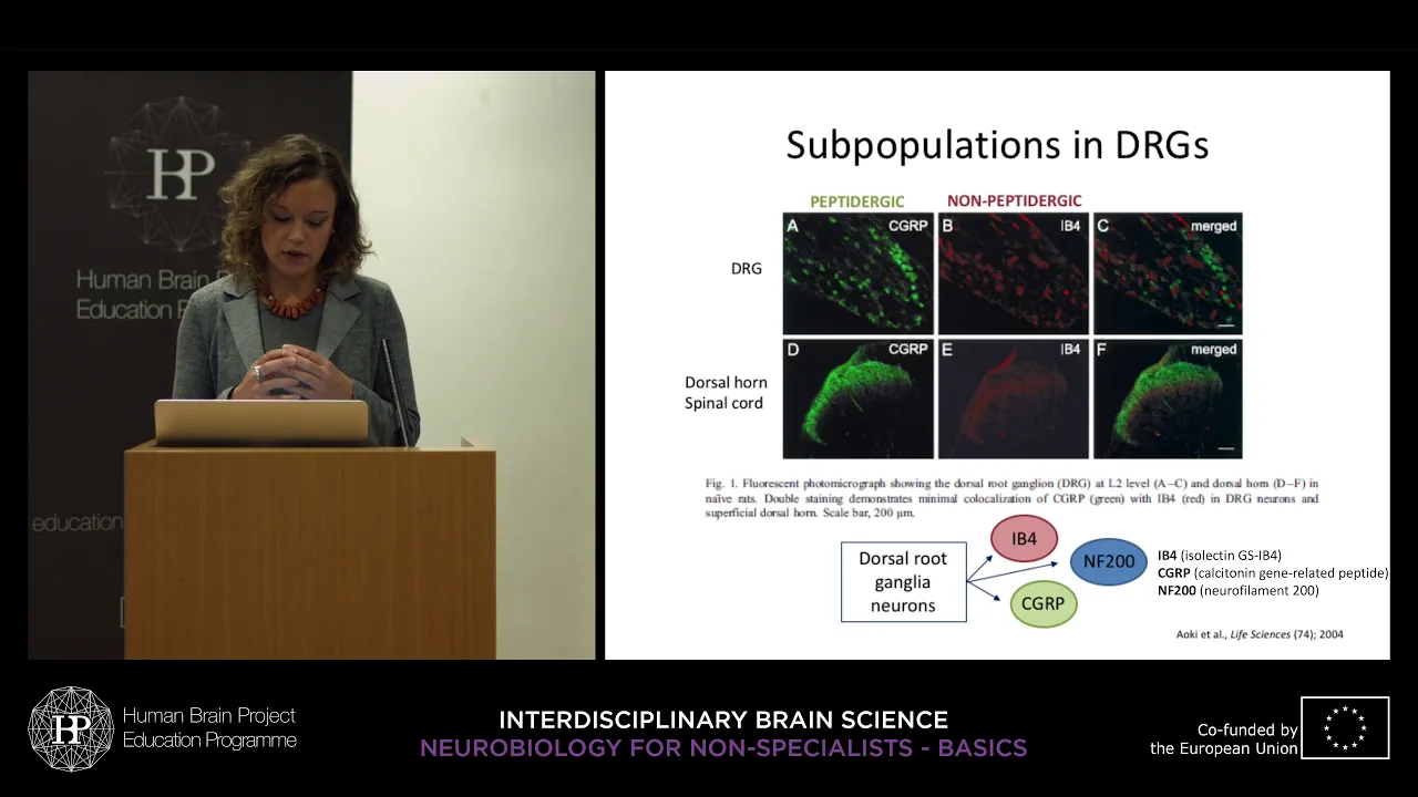 Lecture 7: Serena Quarta - Nociceptors and perception of pain