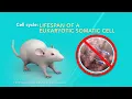 The Cell Cycle