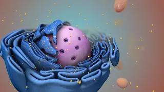 The Cell Cycle  The Cell Cycle