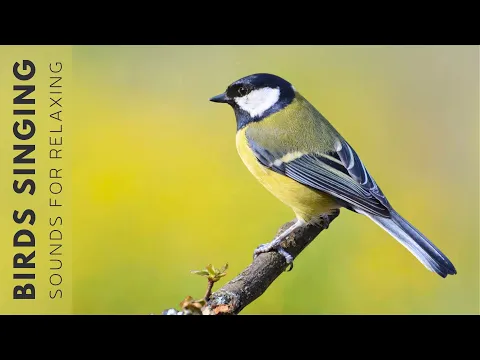 Download MP3 Beautiful Birds Singing Sounds - Relaxing Birds Singing Sounds, Nature Sounds, Reduce Stress