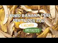 I Tried Banana Peel Fertilizer for 1 Month Results