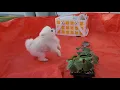 Download Lagu Mijn puppy at komkommerbladeren en haar tong werd raar