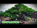 Download Lagu DEZE BONSAI WAS EERDER DUUR, NU WORDT HEM VOOR ZO'N PRIJS VERKOCHT...