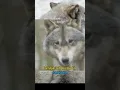 wolf filosofi | srigala #shorts #animals #faktamenarik #faktaunik