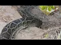 Awesome Big Snake Trap Using Cage Trap - How To Make Big Ptyas korros Snake Trap Work 100 part 2