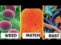 Objects under Electron an electron microscope Part-3