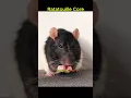 Ratatouille core