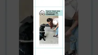 Do The Woof Dog Training Watch Me Command 