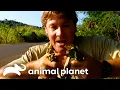 Steve Chases Chameleons In Madagascar The Crocodile Hunter Animal Planet