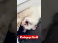 Download Lagu Kucingnya Genit gemes centil Abis #shorts #funny #cat #catlover