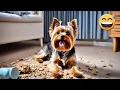 Funny s with Yorkshire Terriers Compilation