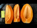 Download Lagu wow SO GREAT COLORE PAPAYA