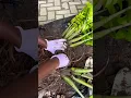 Download Lagu ZZ plant root reveal, division, and repotting. #gardeningtips #easyhouseplants #houseplants #zzplant