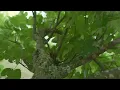 Fall Asleep Beneath a Fig Tree | 8 Hours of 432Hz Calm Music, Black Screen