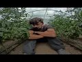 Download Lagu Carenta de calciu mi a distrus cultura de tomate / Sute de rosii aruncate