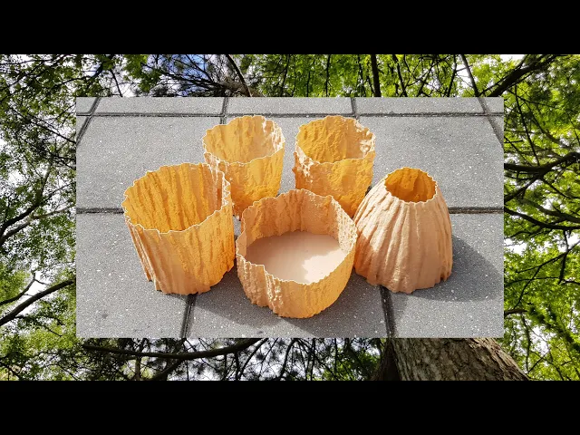 3D Scan of Fastigiate Hornbeam video thumbnail