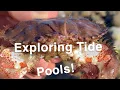 EXPLORING CALIFORNIA TIDE POOLS ONCE AGAIN Leo Carillo