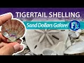 Tigertail Beach Epic Sand Dollar Shelling in Marco