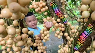 Vào vườn dâu vàng Hái Dâu Đầu Mùa trĩu trái Gặp được các con vật lạ trên Cây Dâu vàng Dễ Thương