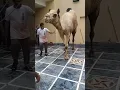 Download Lagu Qurbani ounth ki #qurbanistatus #cow #camel camel#animal #pleasesubscribe